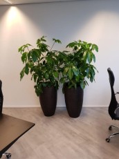 kantoor-beplanting-03