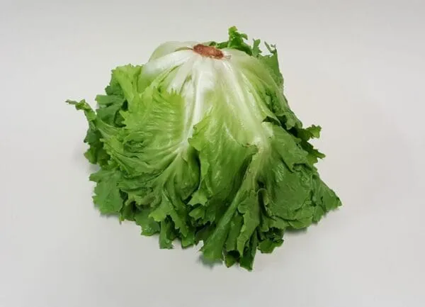 Andijvie