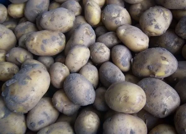 Aardappelen