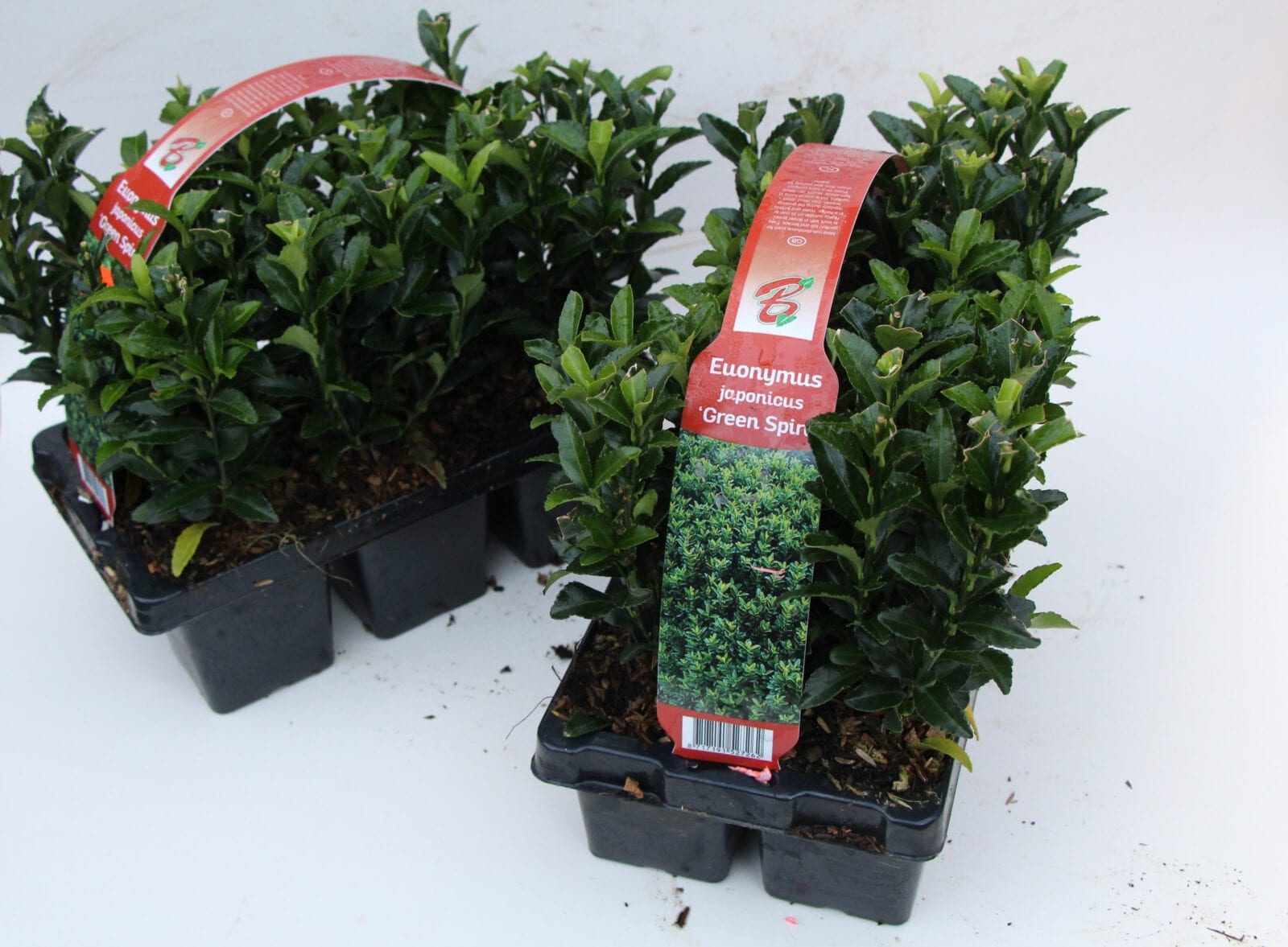 Euonymus green spire 6-pack spek61120 28 scaled