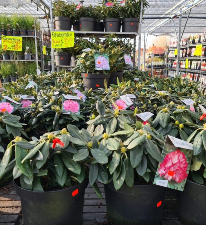 Rhododendron IMG 20220322 WA0001