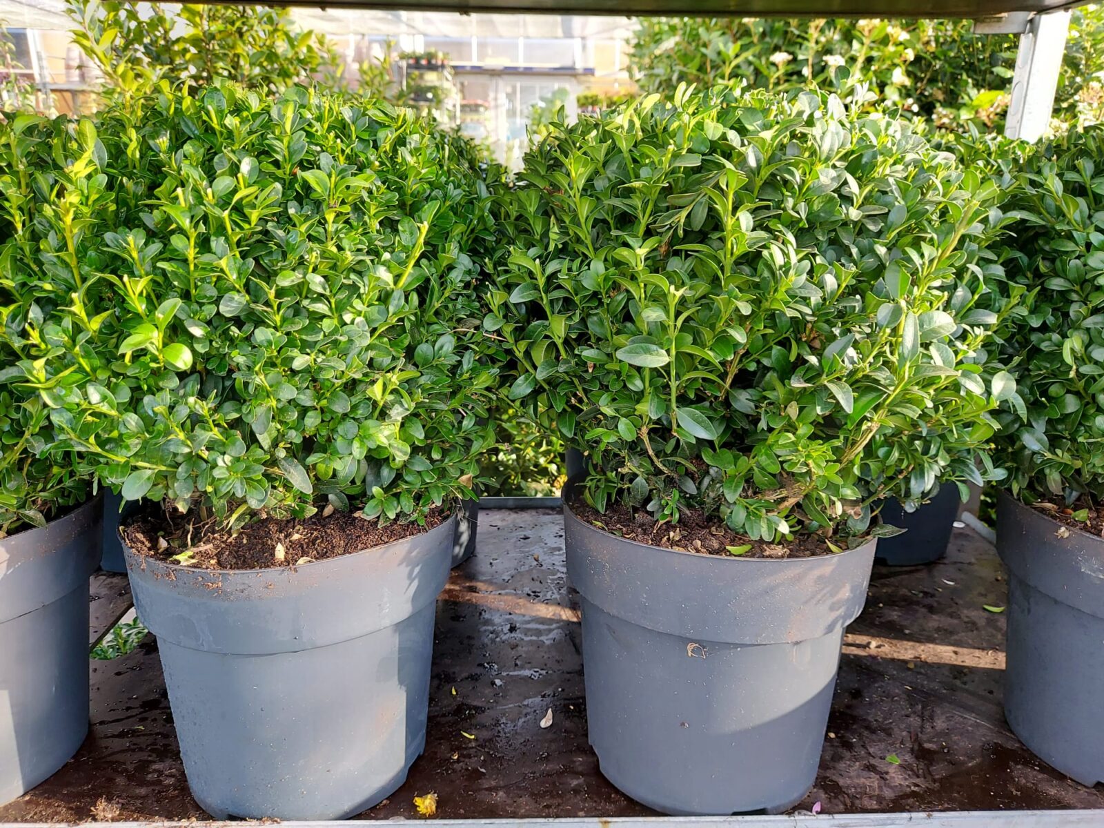 Buxus WhatsApp Image 2021 11 05 at 10.55.37 1 scaled