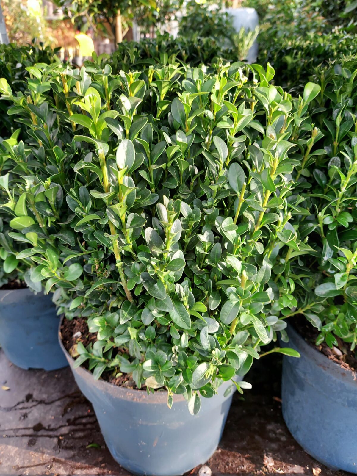 Buxus WhatsApp Image 2021 11 05 at 10.55.37 5 scaled