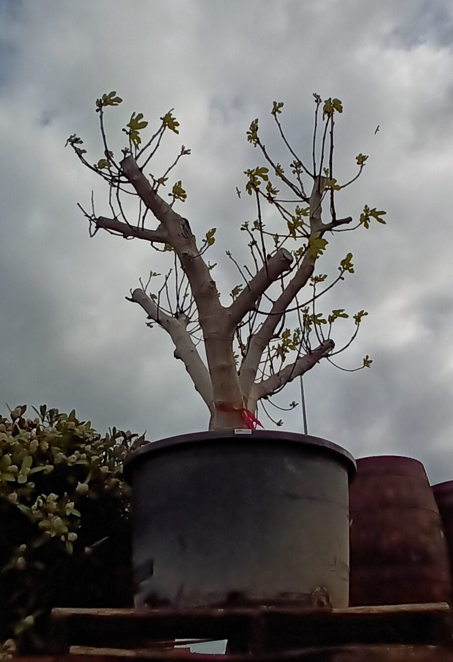 Vijgenboom (Ficus Carica) 20220401 163400