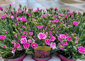 Home Anjer dianthus 1