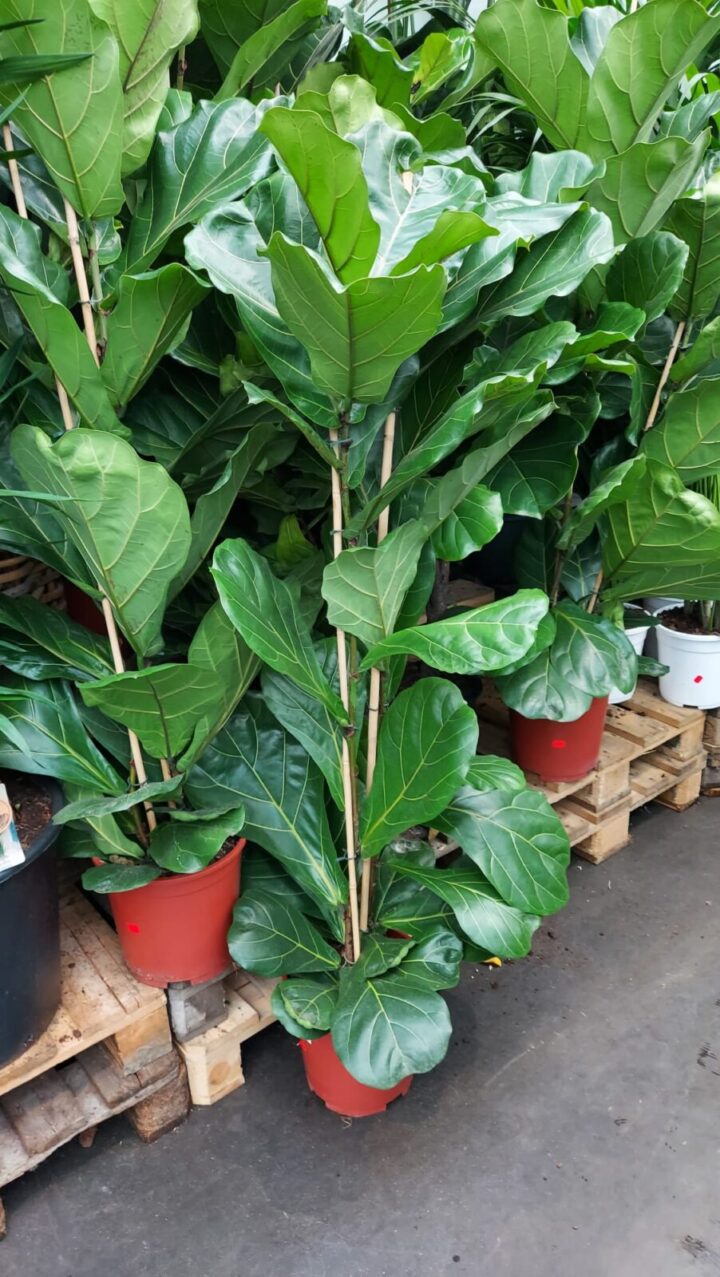 Ficus Lyrata (Vioolbladplant) 165cm Ficus lyrata vioolbladplant groot scaled