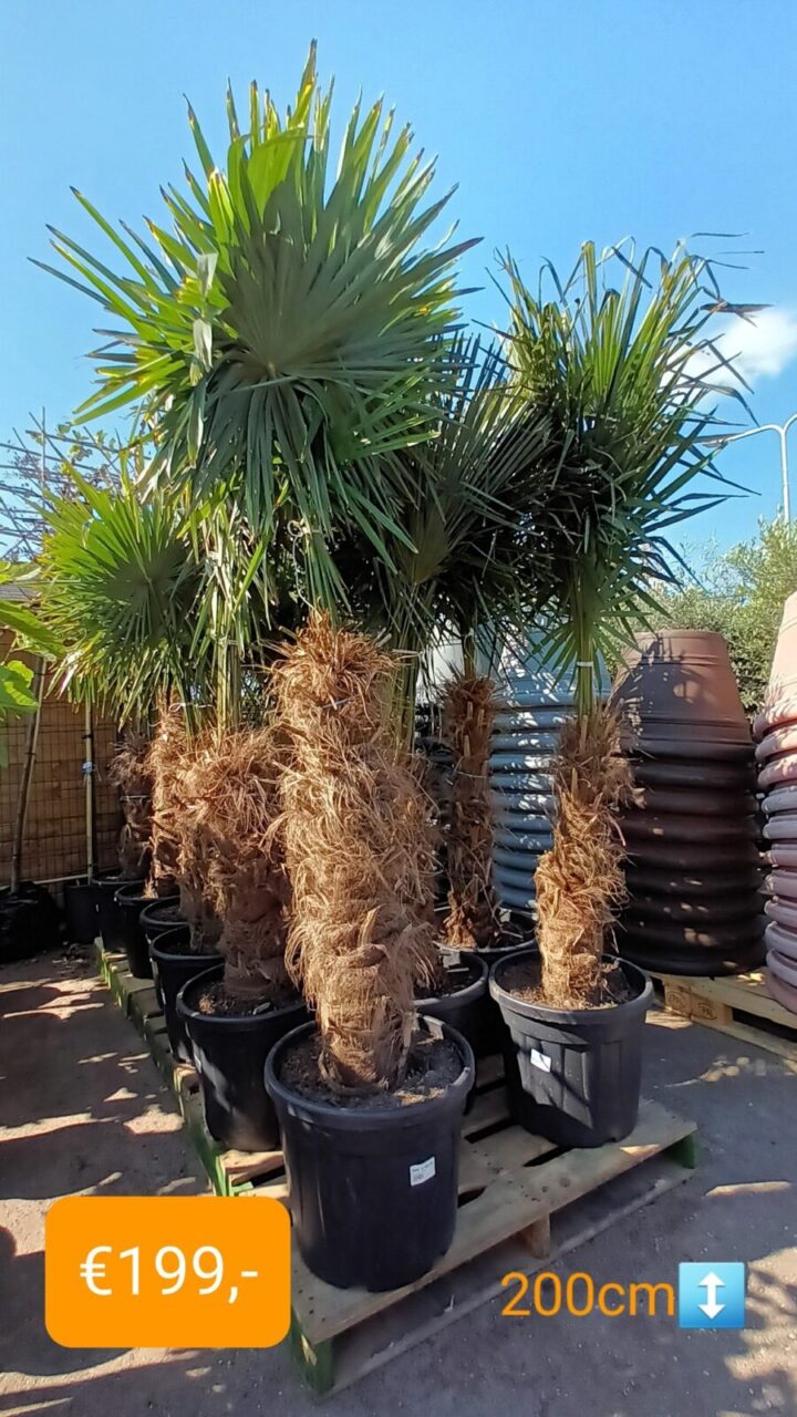 Chinese Waaierpalm Palm scaled