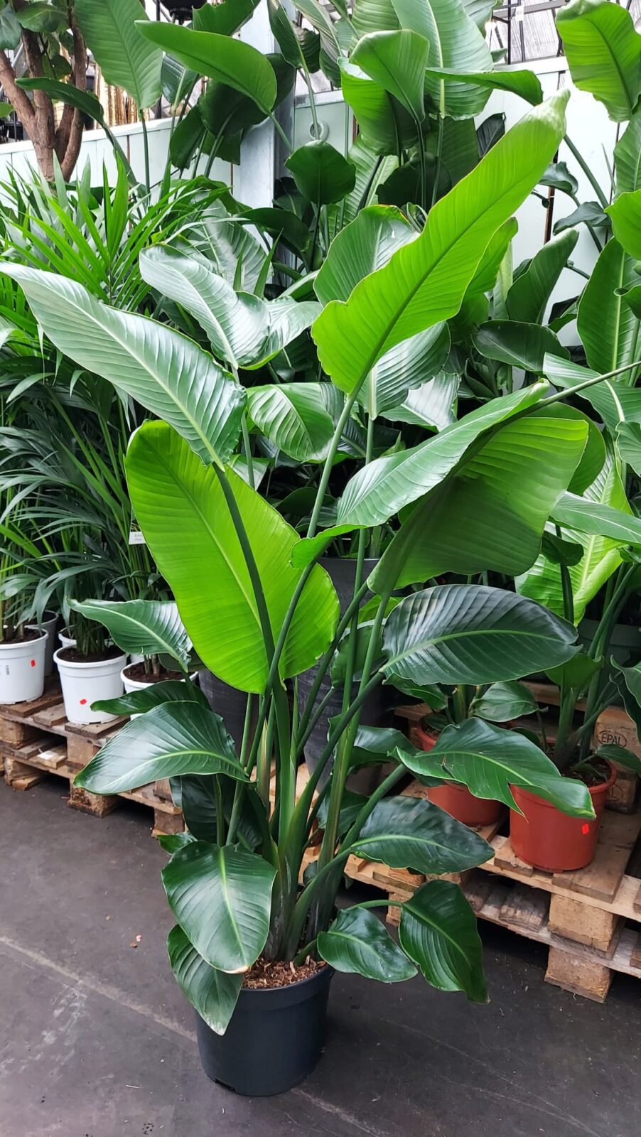 Strelitzia Nicolai (Paradijsvogelplant) 190cm Van der Spek Vers en Tuin Zevenhuizen
