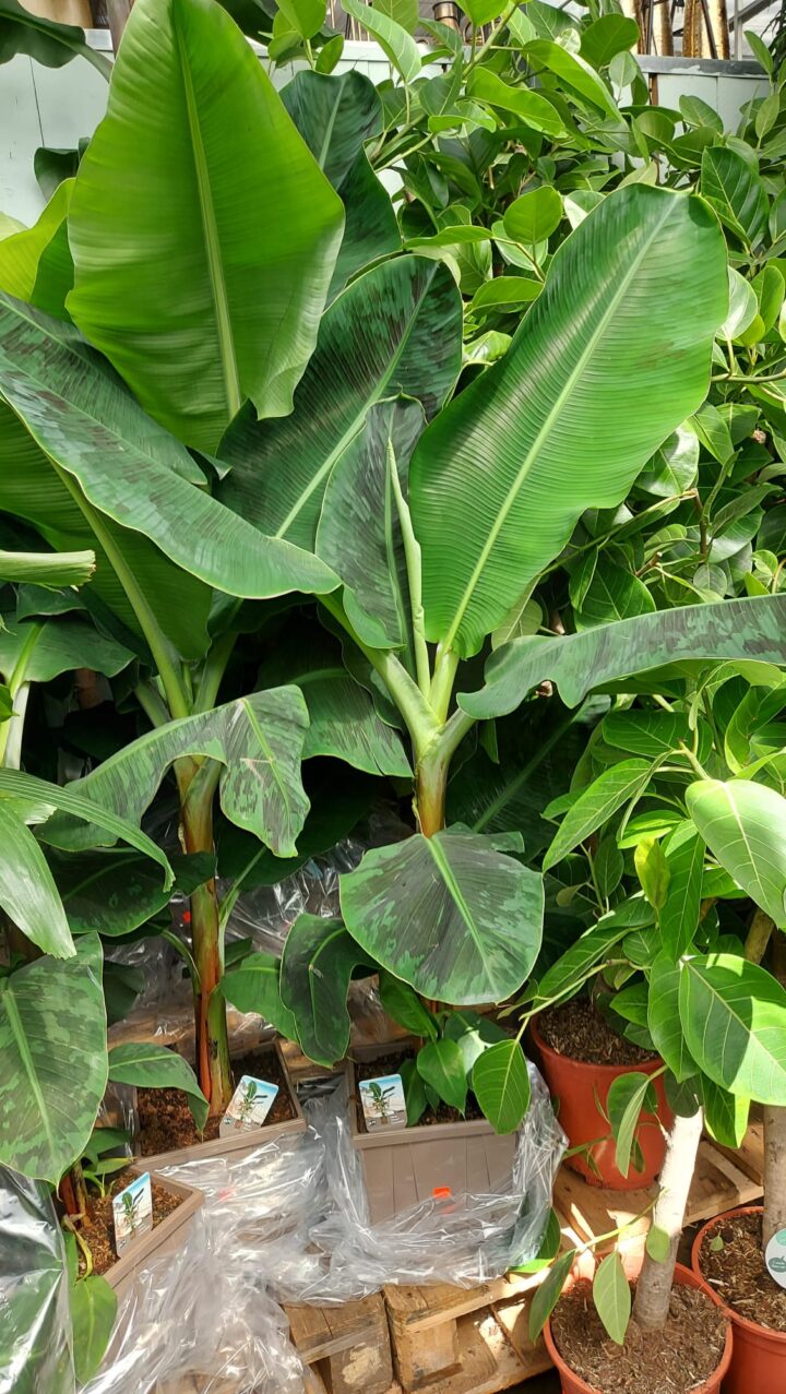Musa (Bananenplant) Musa scaled