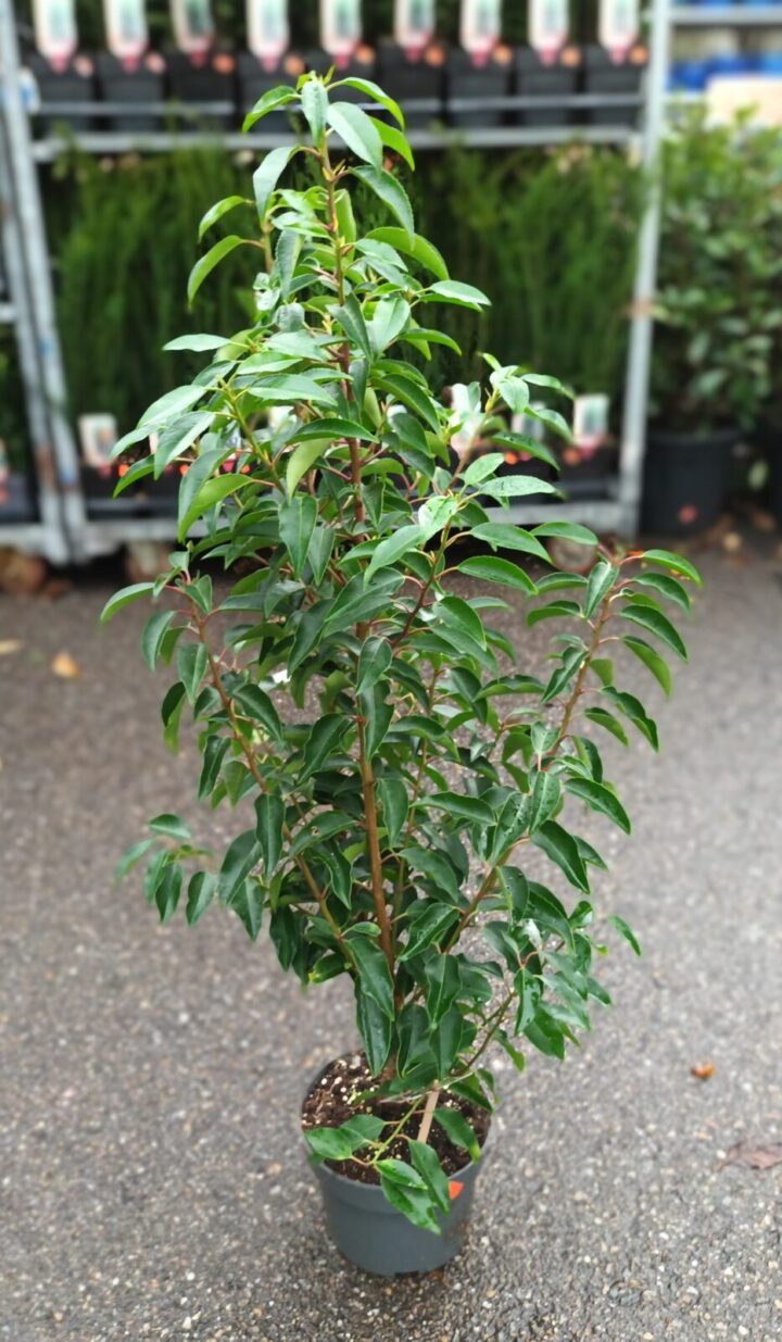 Portugese laurier (Prunus lusitanica 'Angustifolia') 20221017 091526 scaled
