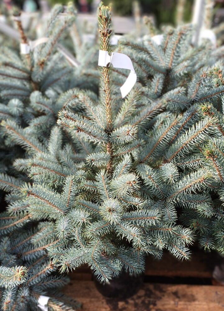 Blauwspar (Picea pungens)  20221104 135054 scaled