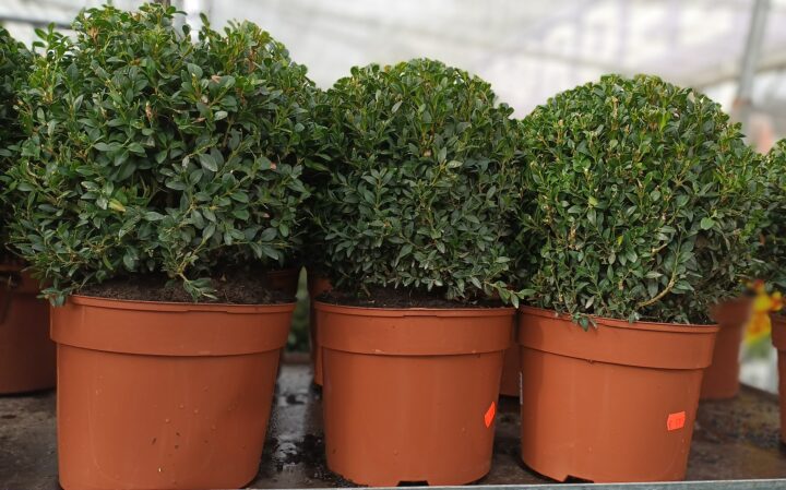 Buxus 20221104 141630 scaled