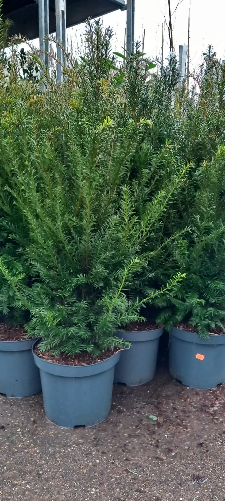 Taxus 20230310 082557 scaled