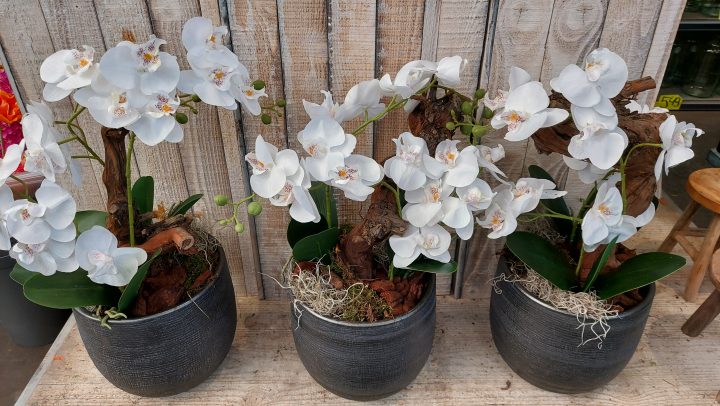 Zijden phalaenopsis arrangement Orchidee phalaenopsis arrangement luxe scaled