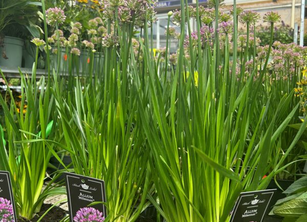 Vaste Planten - Van Der Spek Vers En Tuin - Zevenhuizen