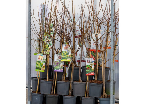 Diverse soorten fruitbomen (laagstam)
