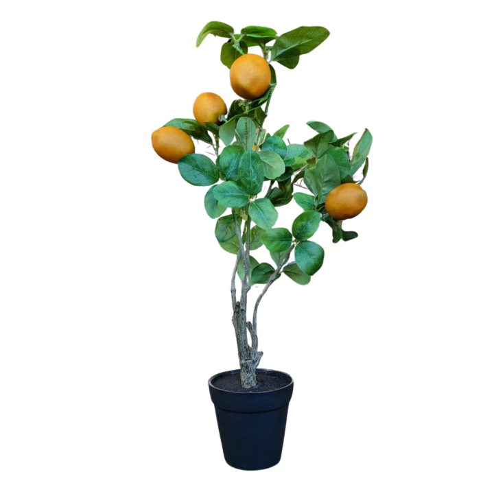 Zijden citroenboom Citroenboom