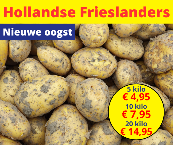 Hollandse nieuwe oost Frieslanders 11