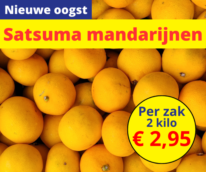 Nieuwe oogst Satsuma mandarijnen 11 1