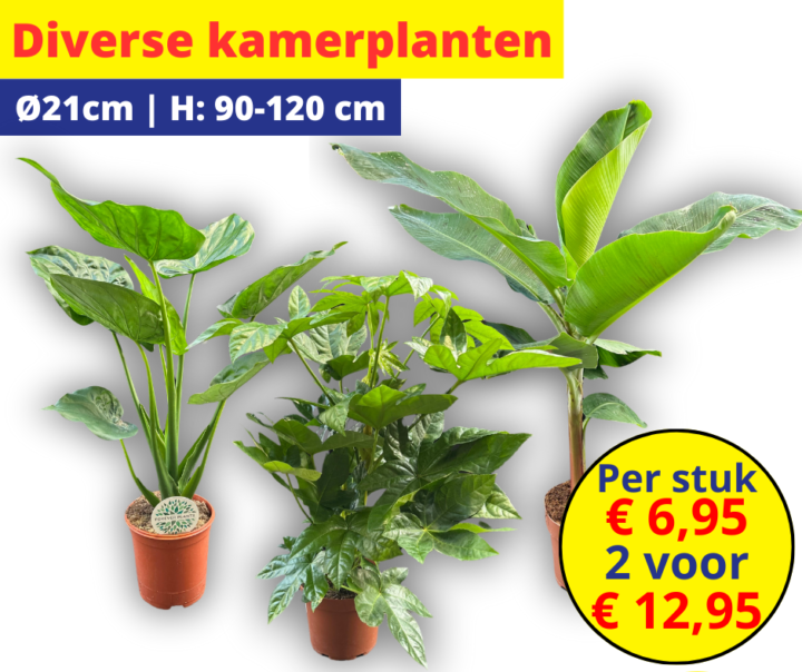 Diverse kamerplanten 18 1