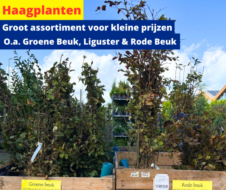 Wortelgoed haagplanten 18 2