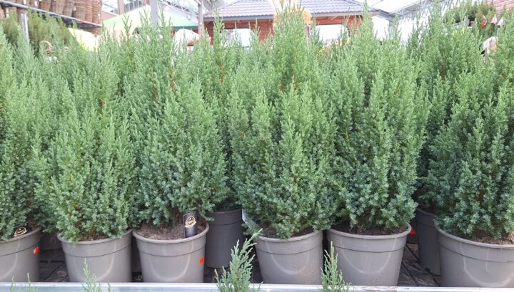 Juniperus 20241030 090606 scaled