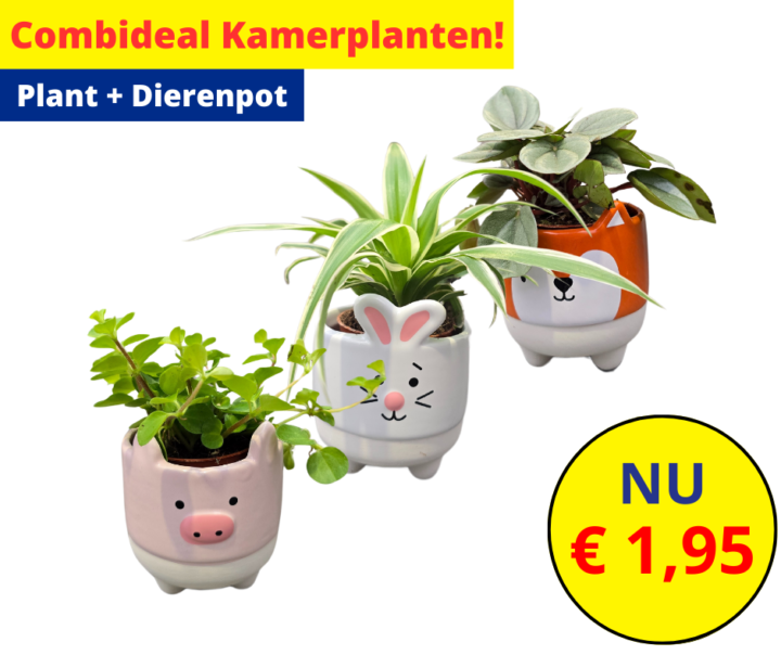 Combideal Kamerplanten 27 3