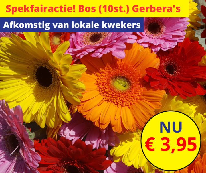 Spekfairactie | Bos Gerbera's (10 st.) Nieuwsbrief week 44 2