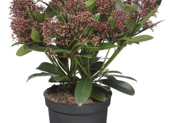 Skimmia japonica (diverse kleuren)