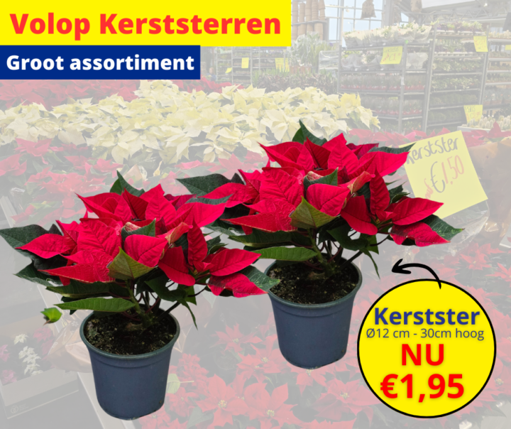 Volop Kerststerren 18 2