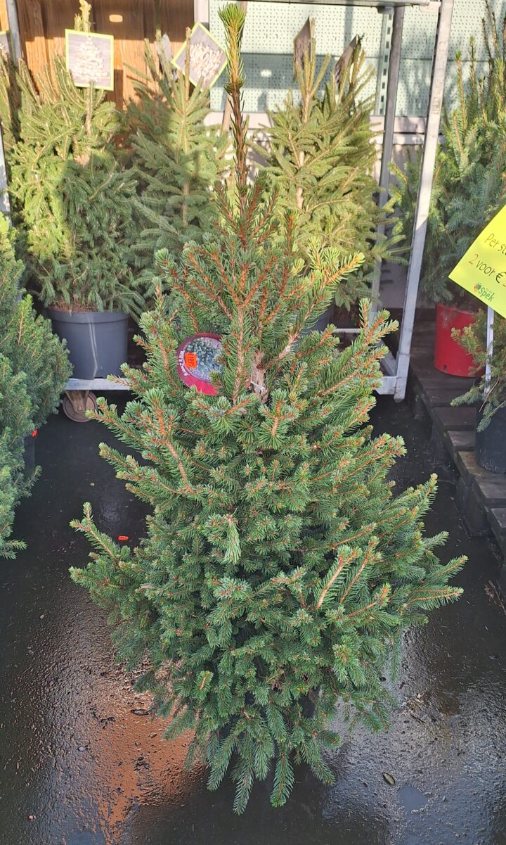 Picea abies 20241111 151531 scaled