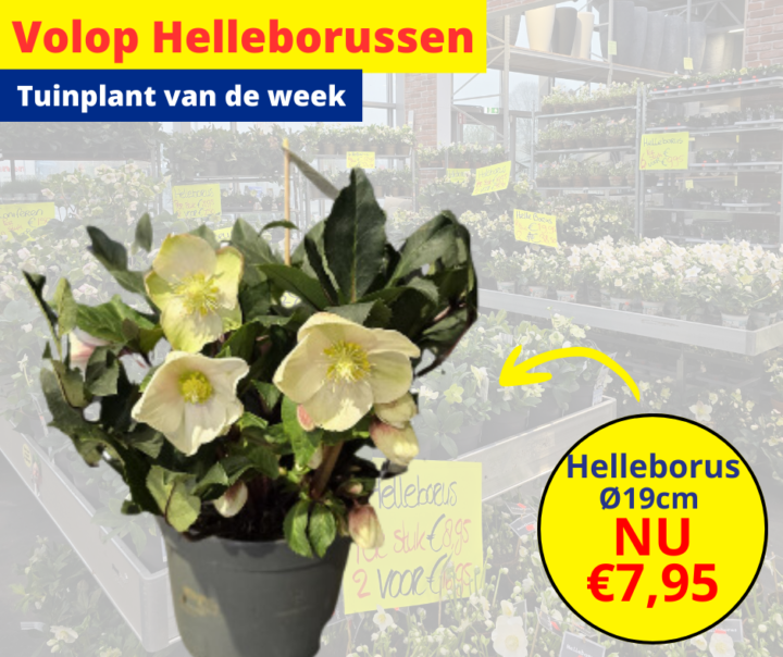 Volop Helleborussen 33