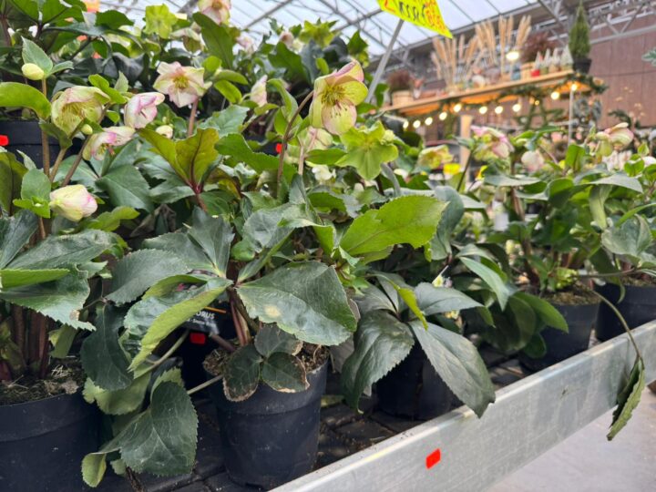 Helleborus Afbeelding van WhatsApp op 2024 11 15 om 15.20.43 6d2544b0