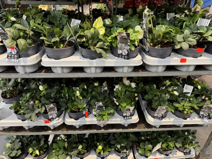 Helleborus Afbeelding van WhatsApp op 2024 11 15 om 15.26.43 b29bf673