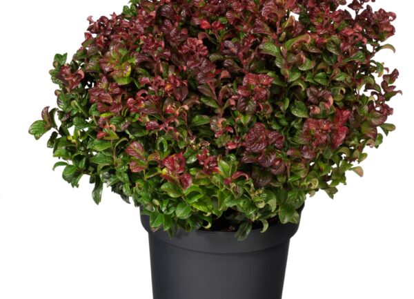 Leucothoe axillaris 'Curly Red'