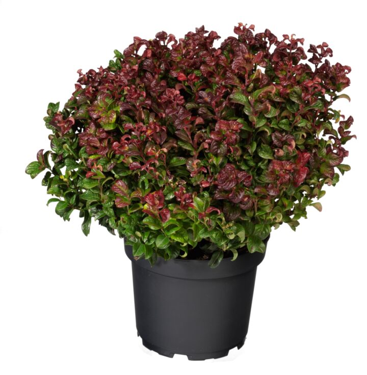 Leucothoe axillaris 'Curly Red'