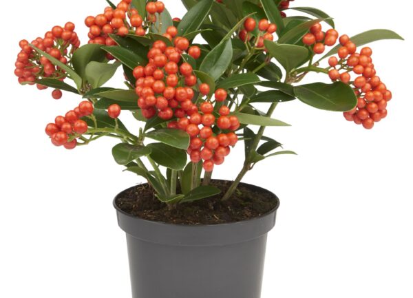 Skimmia japonica