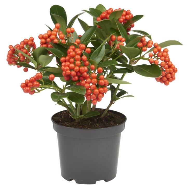 Skimmia japonica