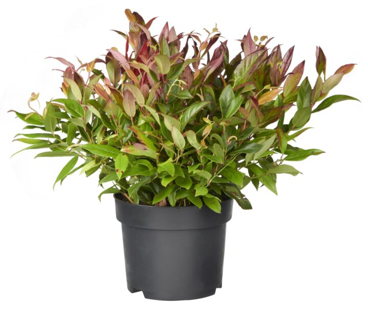 Leucothoe 'Zeblid'