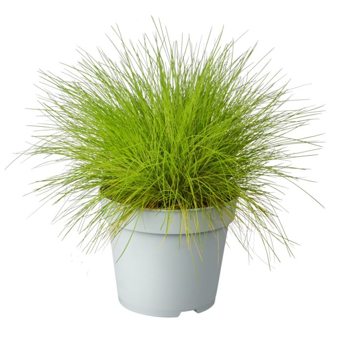 Festuca groen