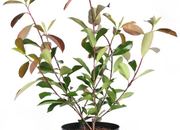 Glansmispel - Photinia