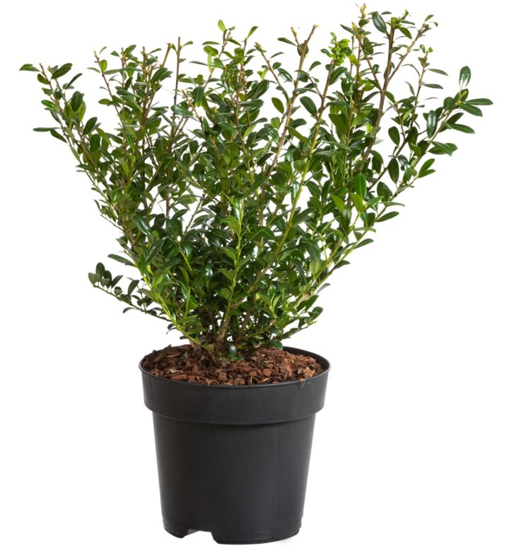 Ilex crenata