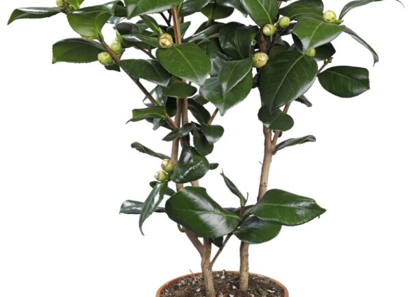 Camelia