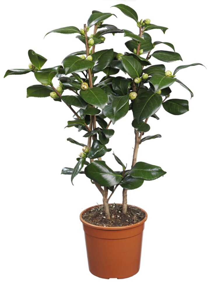 Camelia