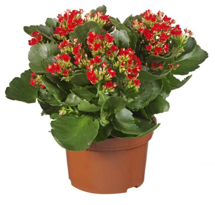 Kalanchoë (diverse kleuren)