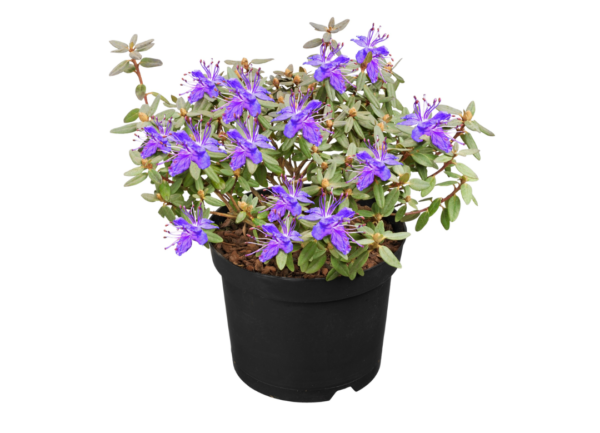 tuinazalea