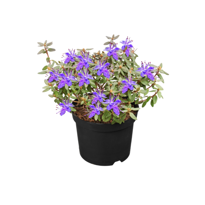 tuinazalea