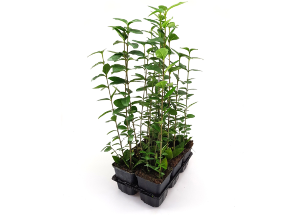 Ligustrum ovalifolium