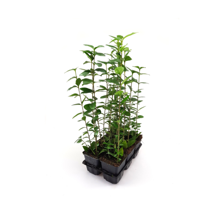 Ligustrum ovalifolium
