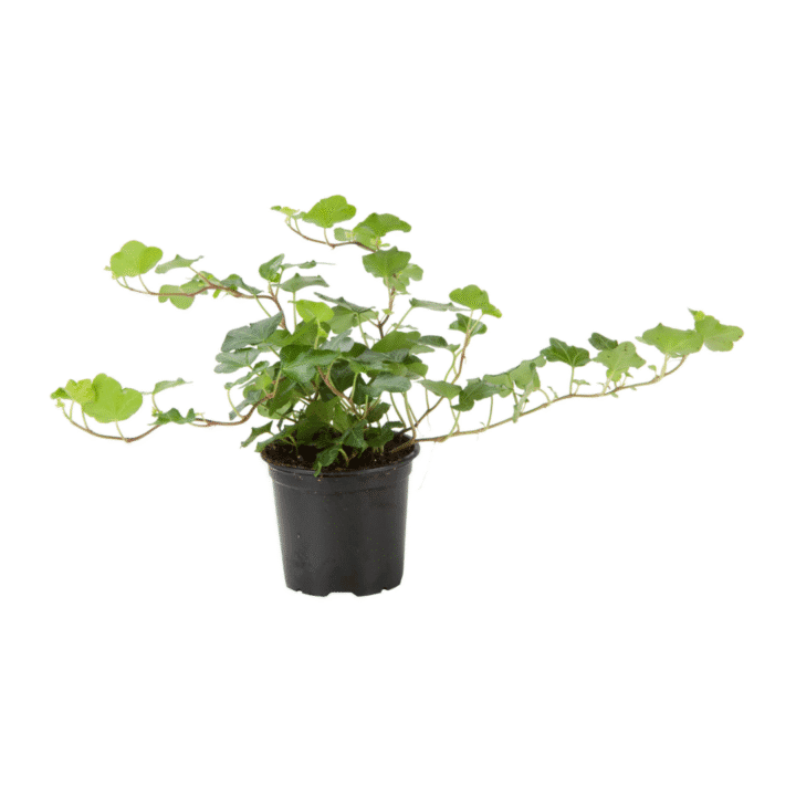 hedera